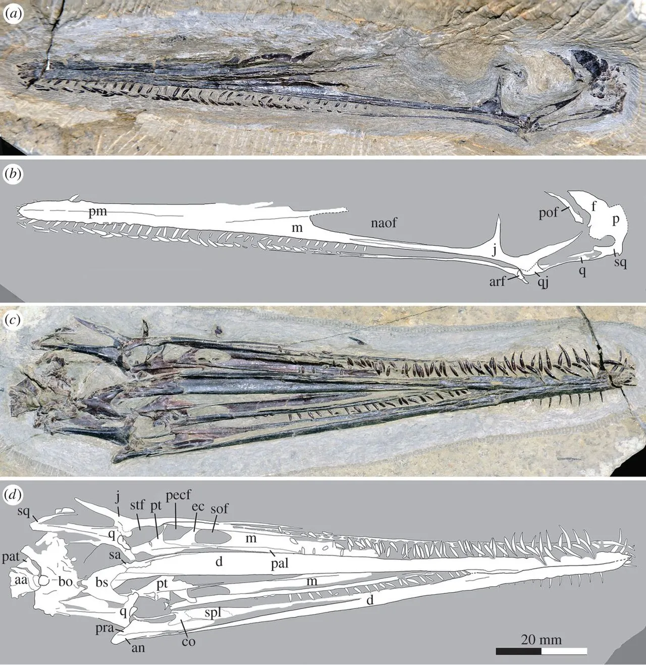 เหลียวแด็กทิลัส (Liaodactylus)