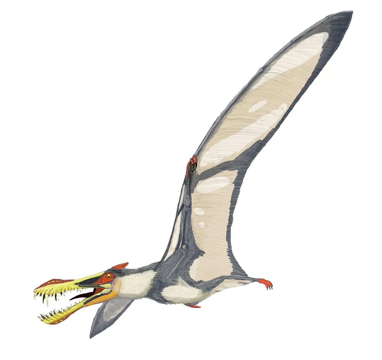 เหลียวหนิงออปเทอรัส (Liaoningopterus)
