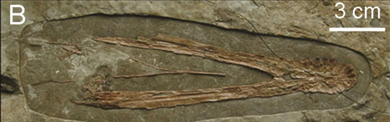 เหลียวซีเทอรัส (Liaoxipterus)
