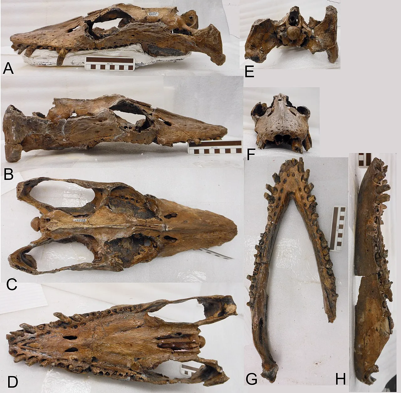 ลิโบเนคทีส (Libonectes)