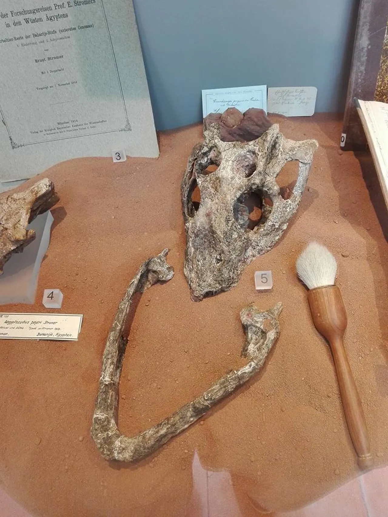 ลิบิโคซูคัส (Libycosuchus)
