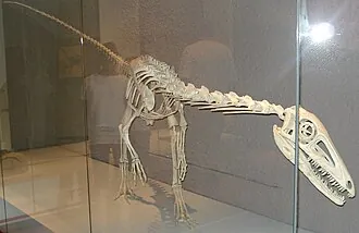 ลีลิเอนสเตอร์นัส (Liliensternus)