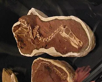 ลินเหอแรปเตอร์ (Linheraptor)