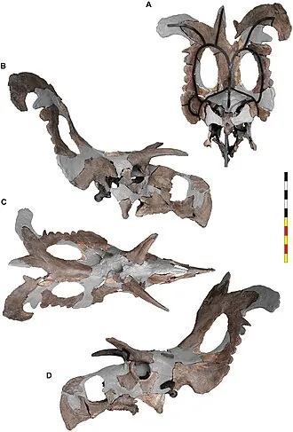 โลกิเซอราทอปส์ (Lokiceratops)