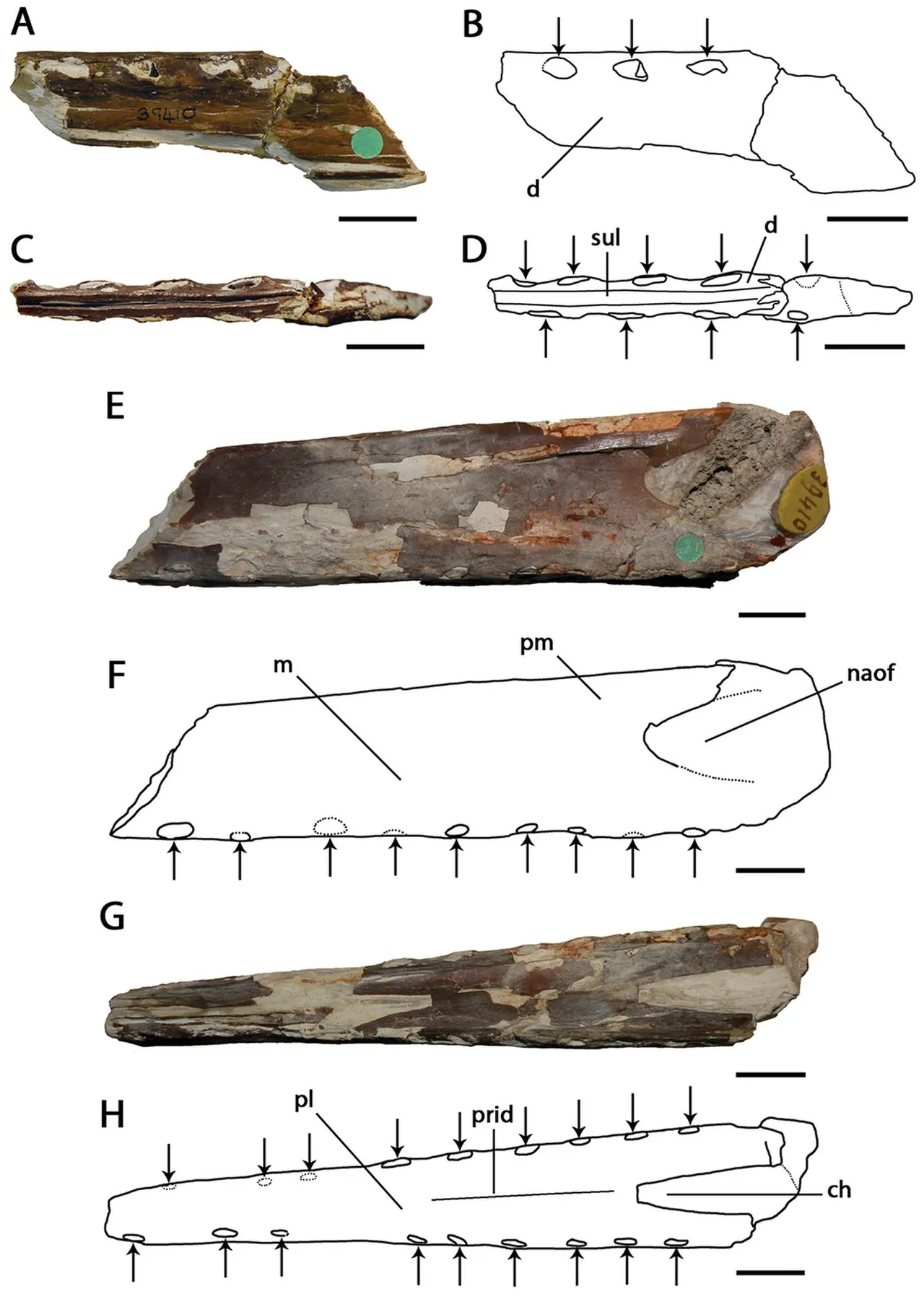 ลอนโคเดกทีส (Lonchodectes)