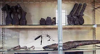 โลริคาโทซอรัส (Loricatosaurus)