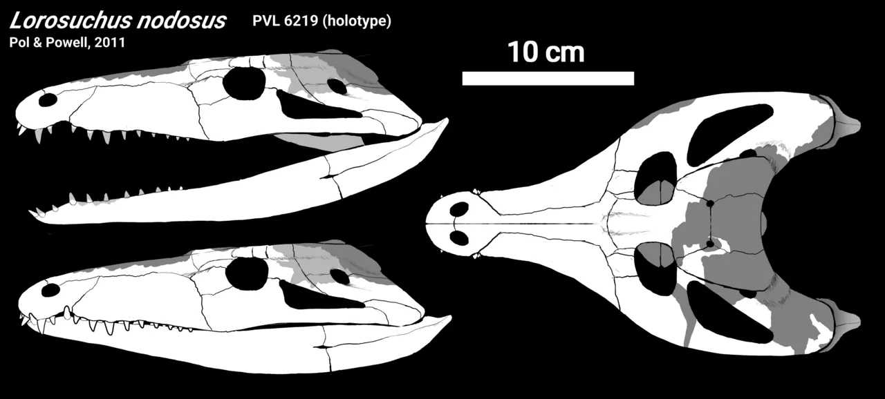 โลโรซูคัส (Lorosuchus)