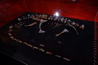 ลวนชวนแรพเตอร์ (Luanchuanraptor)