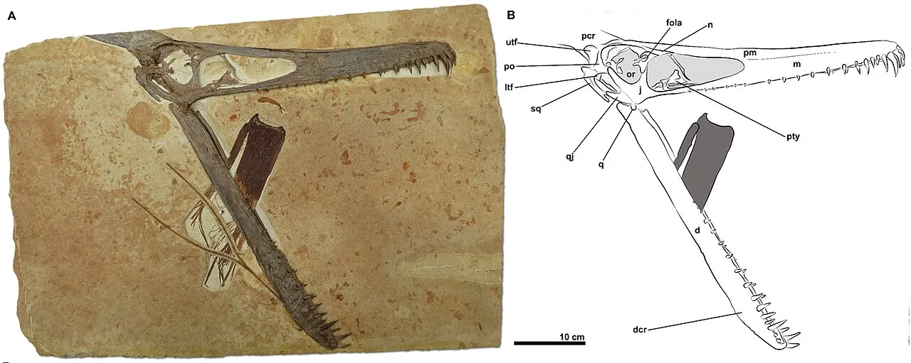 ลูโดแดกทิลัส (Ludodactylus)