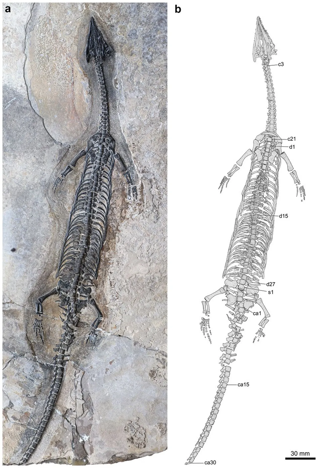 ลั่วผิงโกซอรัส (Luopingosaurus)