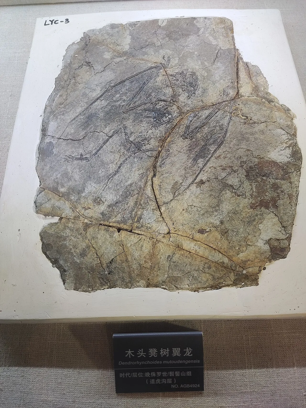 ลูออปเทอรัส (Luopterus)