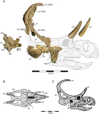 มาคาอิโรเซอราทอปส์ (Machairoceratops)