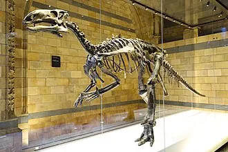 แมนเทลลิซอรัส (Mantellisaurus)