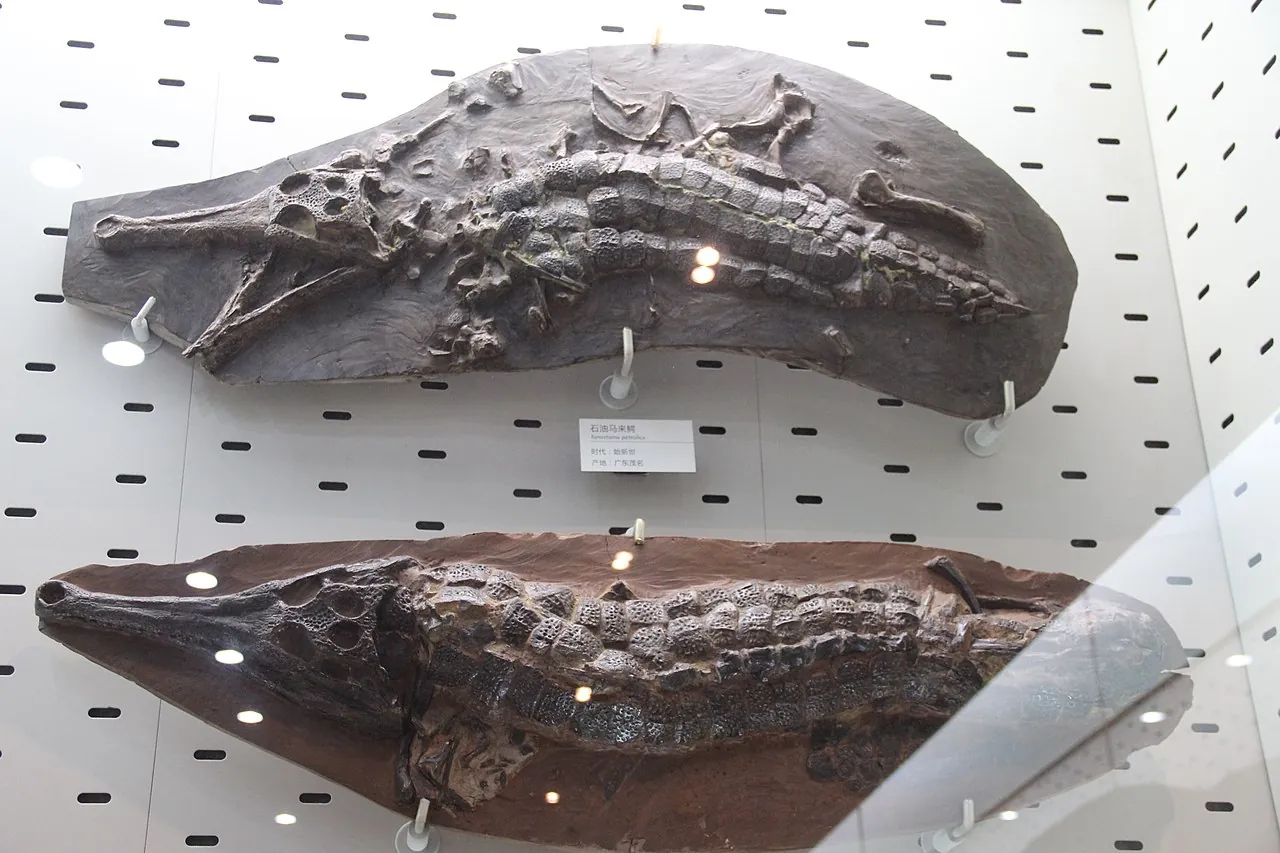 เม่าหมิงโกซูคัส (Maomingosuchus)