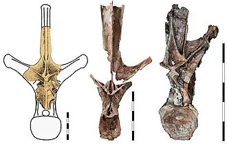 มาราปูนิซอรัส (Maraapunisaurus)