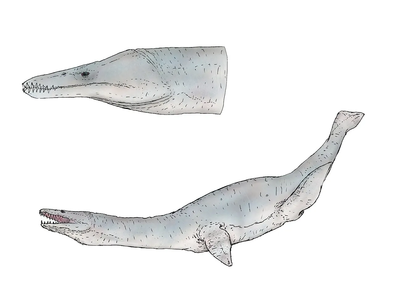 มาเรซอรัส (Maresaurus)