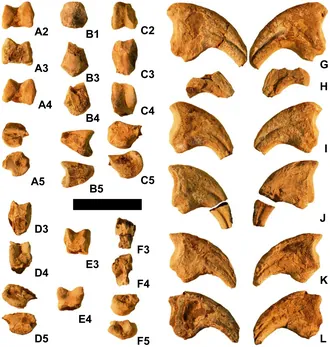 มาร์ธาแรปเตอร์ (Martharaptor)