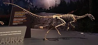 มาเซียกาซอรัส (Masiakasaurus)