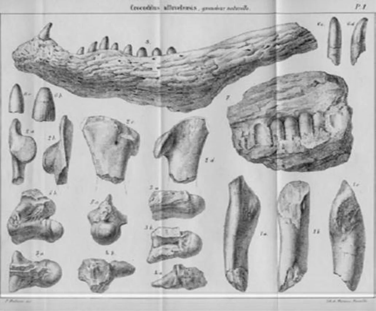 มัสซาเลียซูคัส (Massaliasuchus)