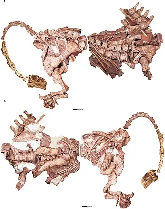 แมสโสสปอนดิลัส (Massospondylus)