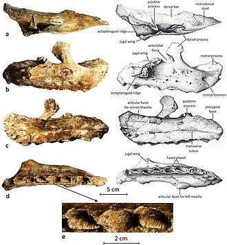 มาเธโรโนดอน (Matheronodon)