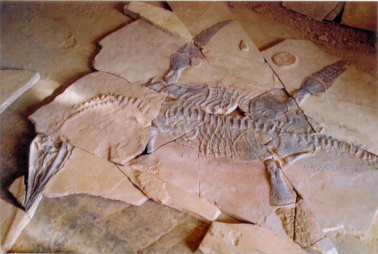 เมาริซิโอซอรัส (Mauriciosaurus)