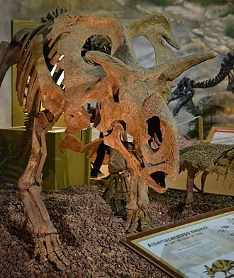 เมดูซาเซอแรทอปส์ (Medusaceratops)
