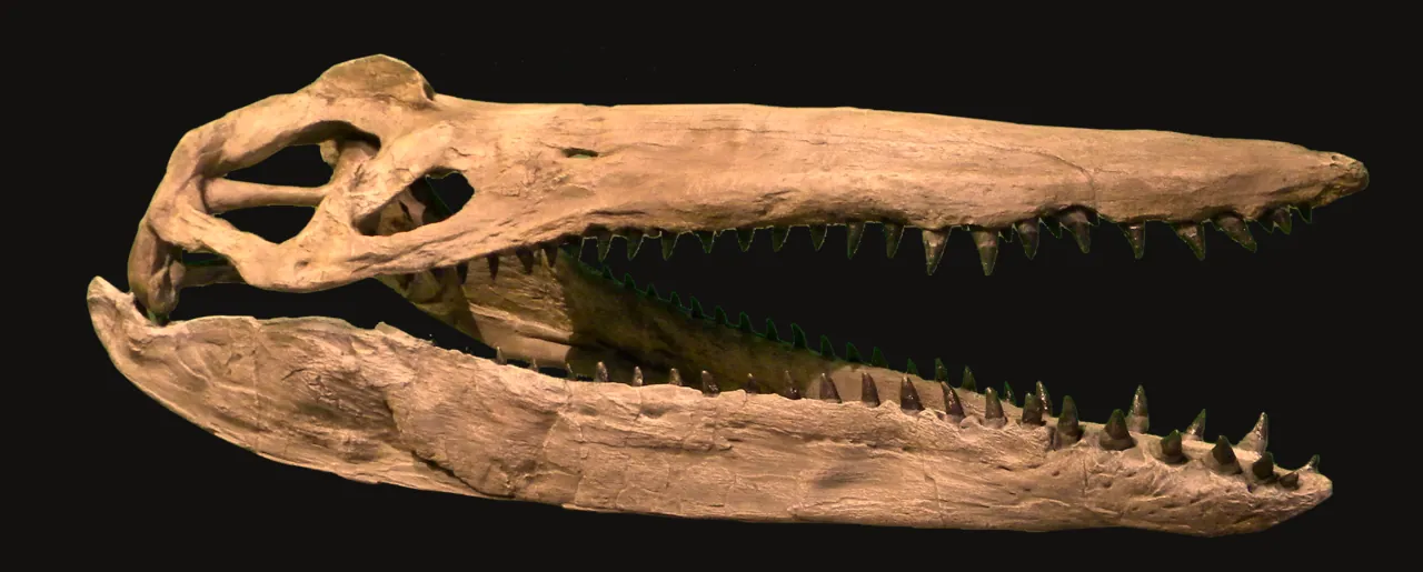 เมกาเซฟาโลซอรัส (Megacephalosaurus)