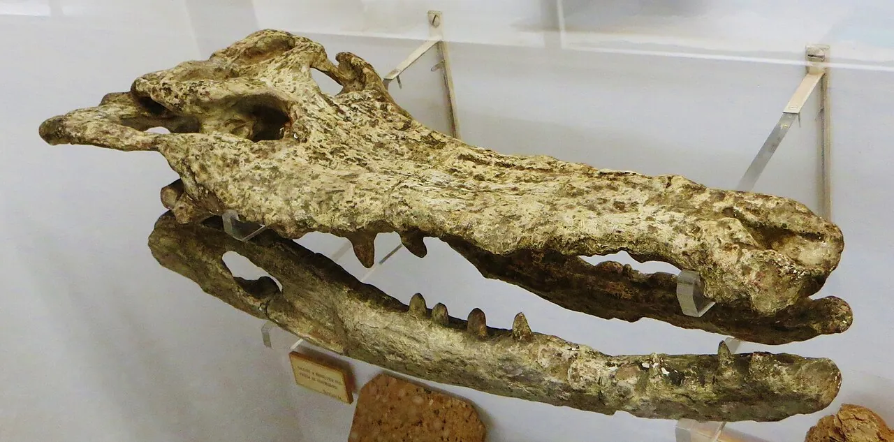 เมกาดอนโทซูคัส (Megadontosuchus)