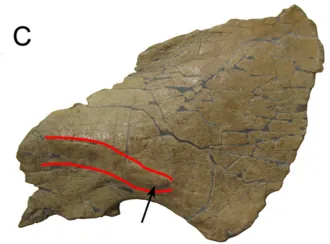 เมเนฟีเซอราทอปส์ (Menefeeceratops)