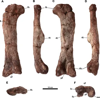 เมโรคเทนอส (Meroktenos)
