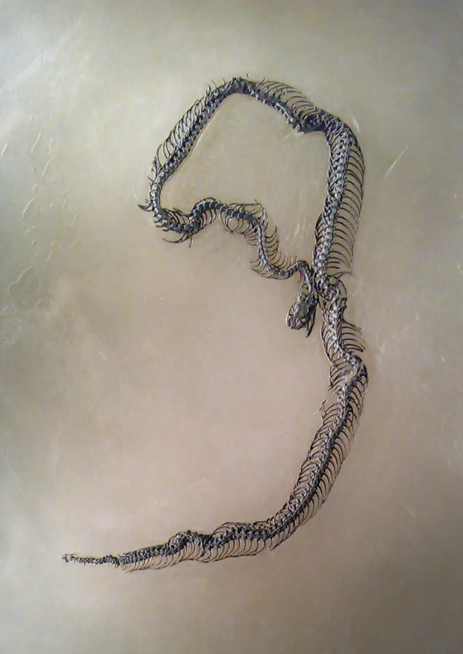 เมสเซโลฟิส (Messelophis)