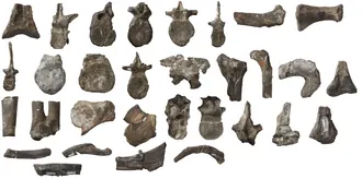 เมทรีอะแคนโทซอรัส (Metriacanthosaurus)
