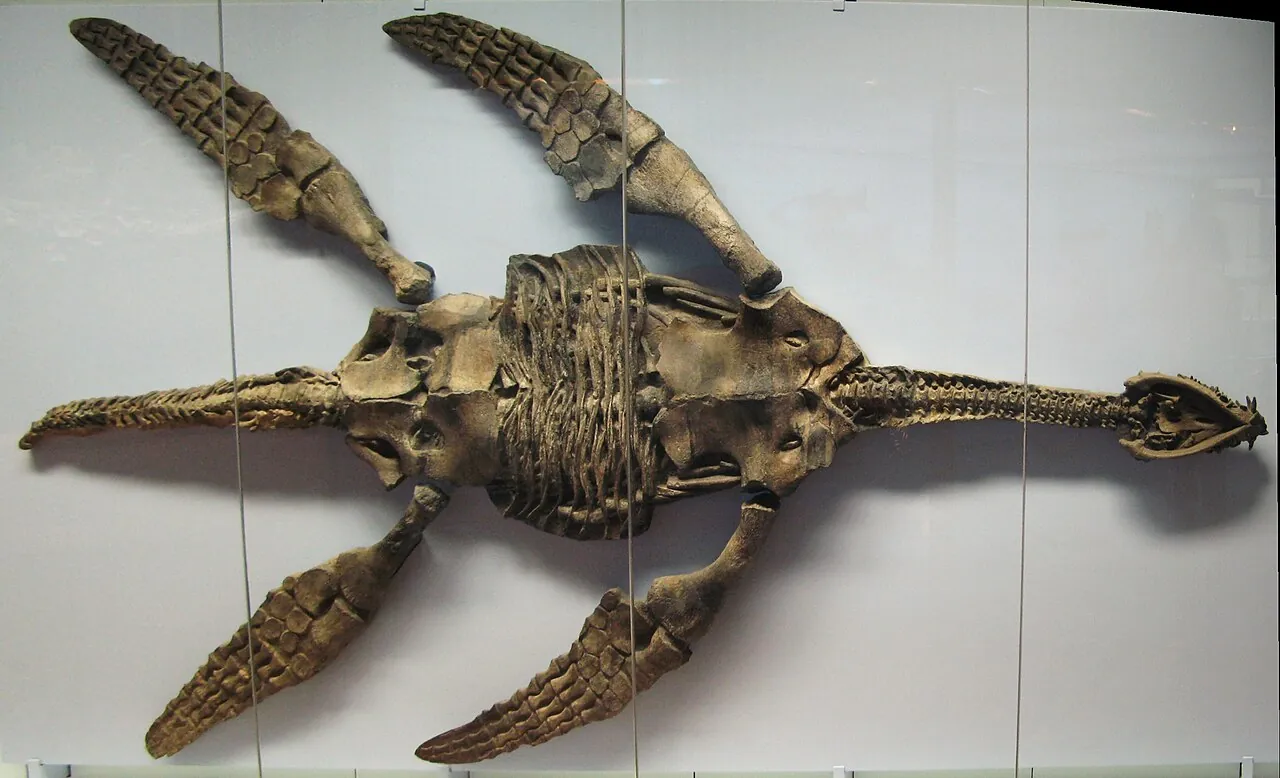 เมเยอราซอรัส (Meyerasaurus)
