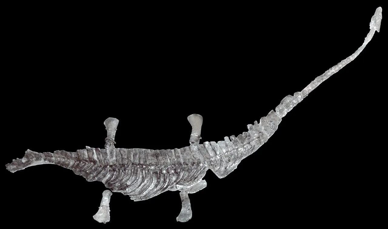 ไมโครเคลไดดัส (Microcleidus)
