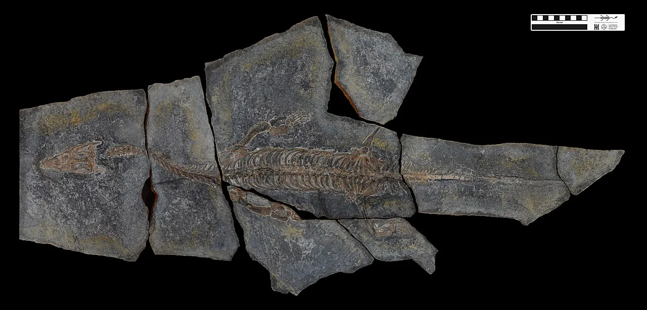 ไมโครโนโธซอรัส (Micronothosaurus)