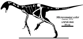 ไมโครเวเนเตอร์ (Microvenator)