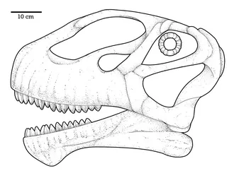 มีเอราซอรัส (Mierasaurus)