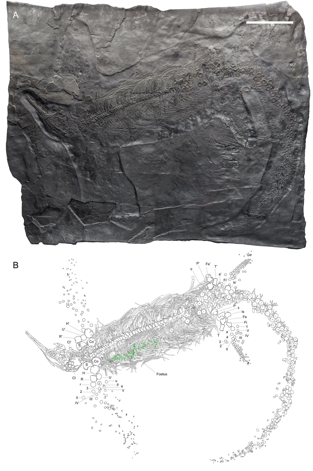 มิกาโดเซฟาลัส (Mikadocephalus)