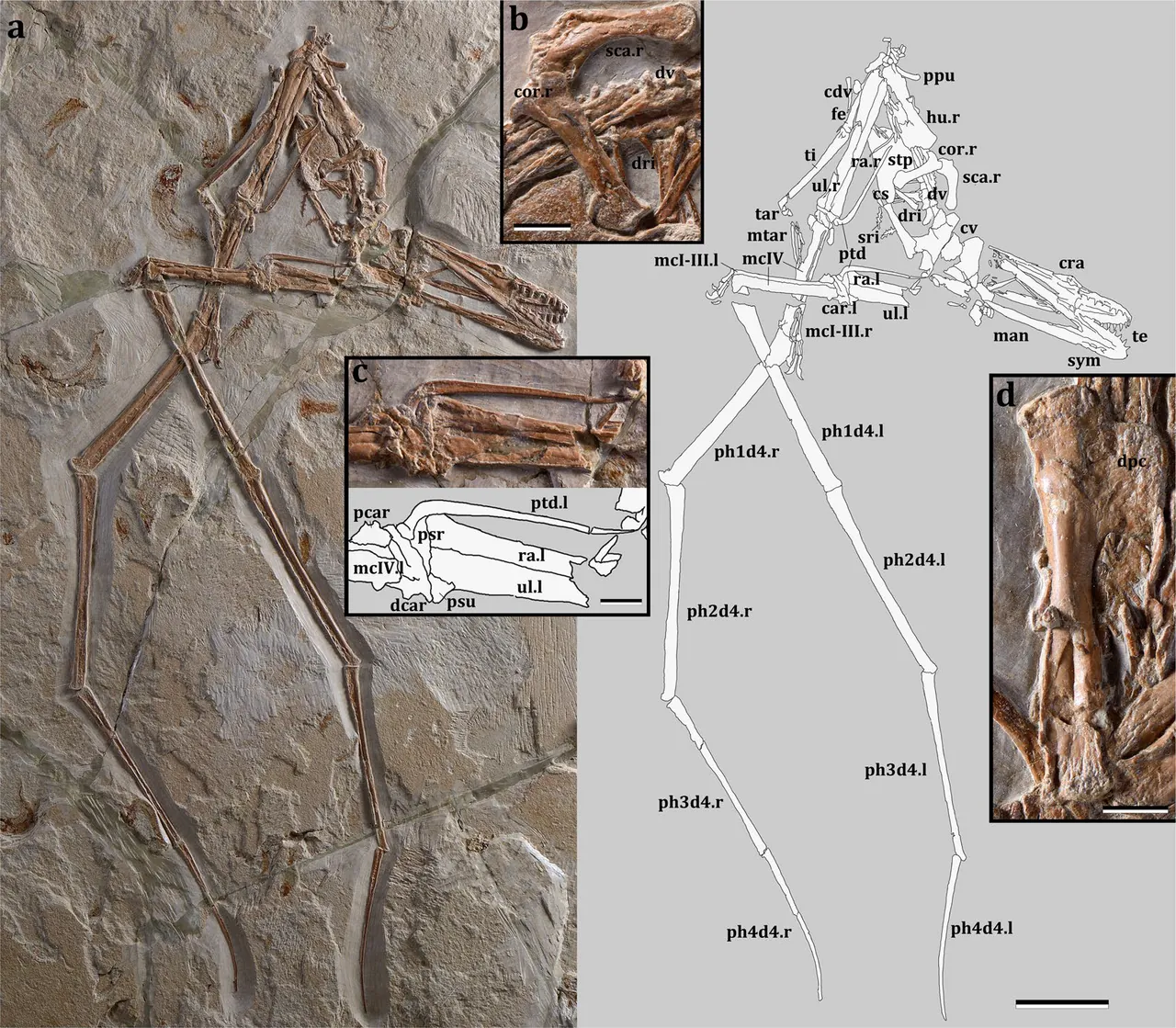 มิโมแด็กทิลัส (Mimodactylus)