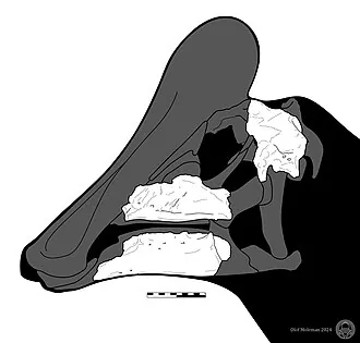 มินการ์เรีย (Minqaria)