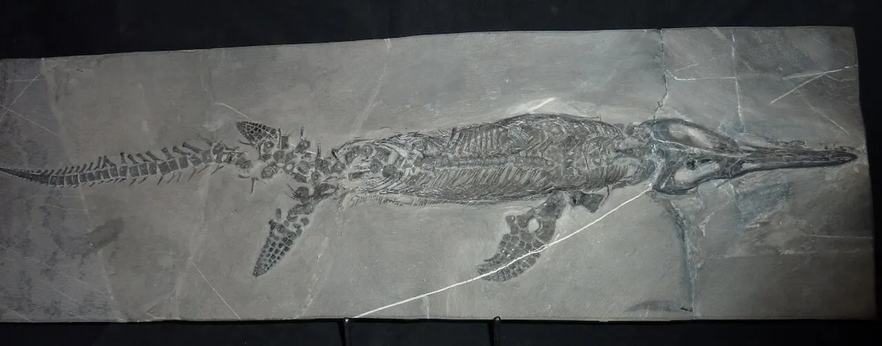 มิกโซซอรัส (Mixosaurus)