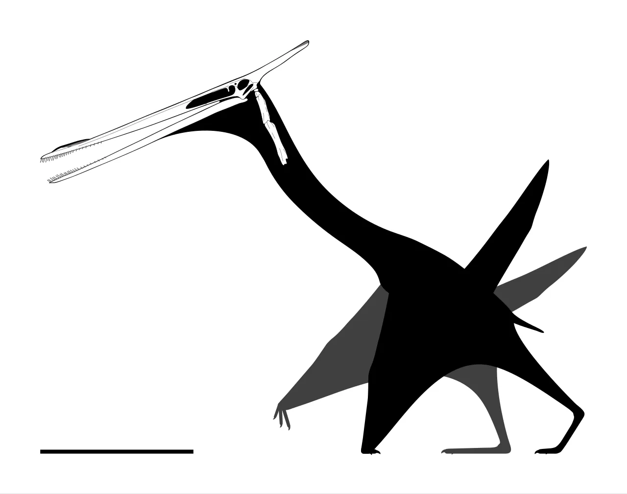 โมกาโนปเทอรัส (Moganopterus)