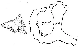 โมโนโคลเนียส (Monoclonius)