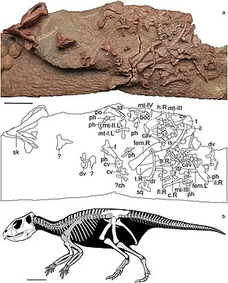 โมไซเซอราทอปส์ (Mosaiceratops)