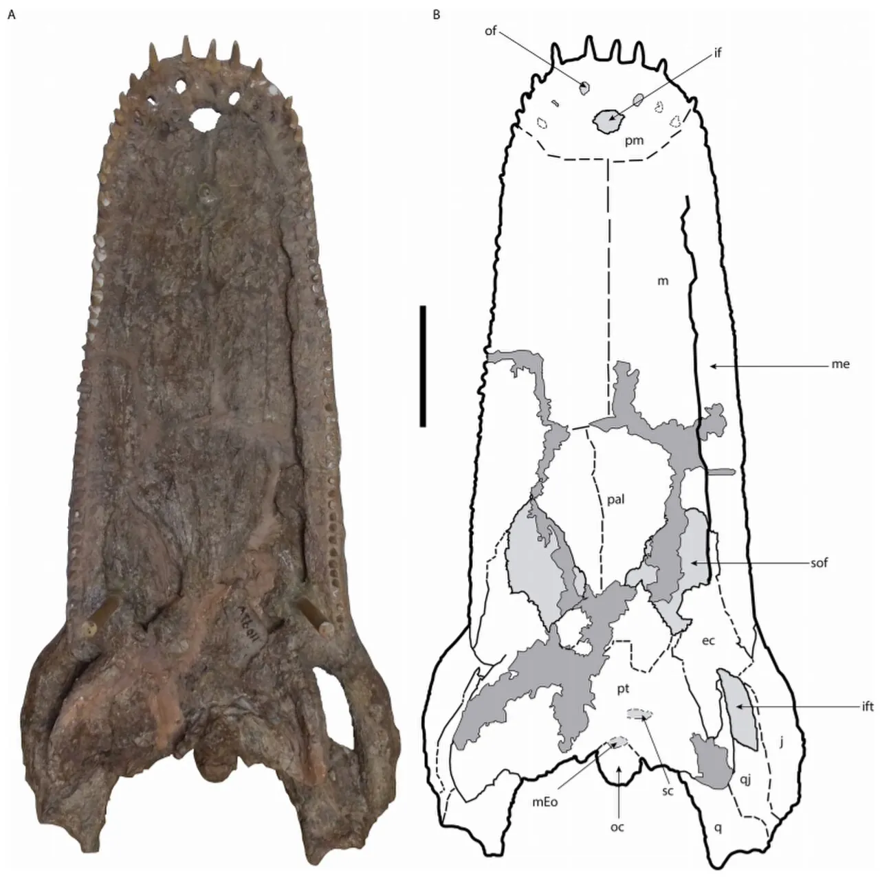มูราซูคัส (Mourasuchus)