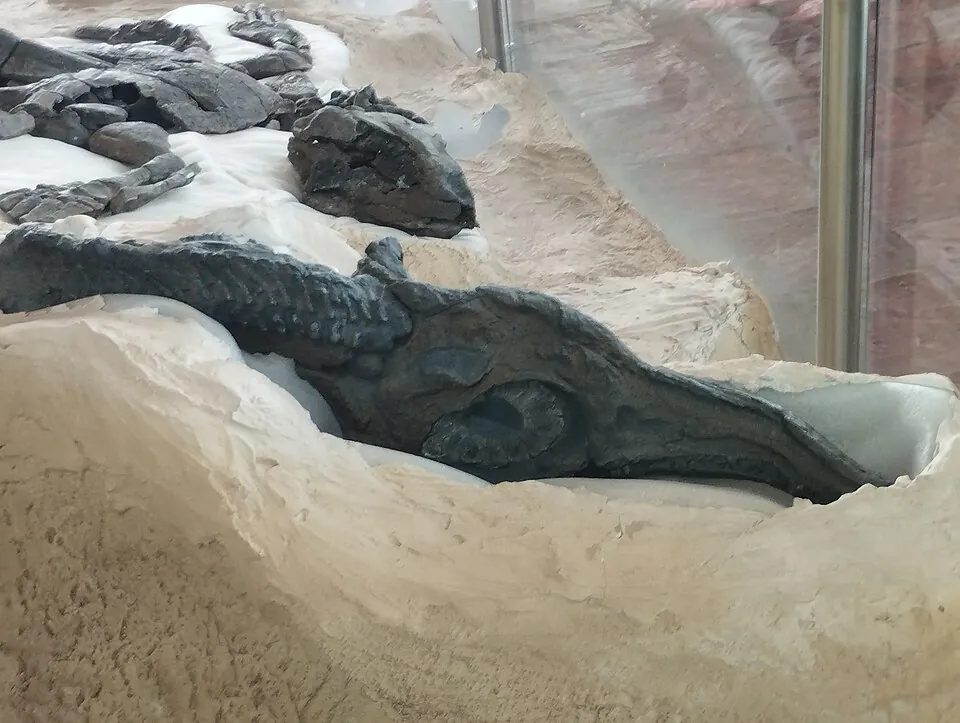 มุยสกาซอรัส (Muiscasaurus)