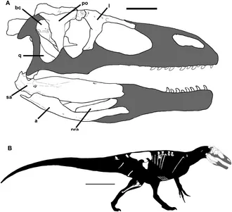 มูรุสราพเตอร์ (Murusraptor)