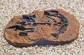 มุสซอรัส (Mussaurus)