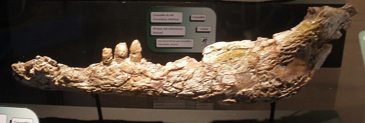 มุสตูร์ซาบัลซูคัส (Musturzabalsuchus)